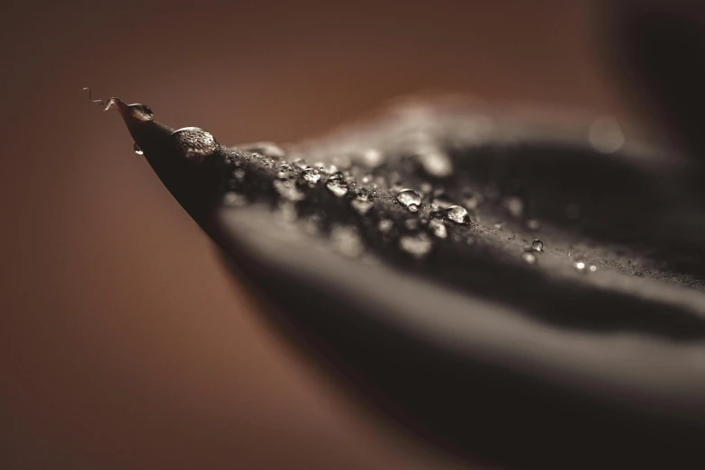 a close up of a leaf with water droplets on it, a macro photograph, by Adam Marczyński, trending on pexels, fountain pen, made of smooth black goo, vanilla, black fork