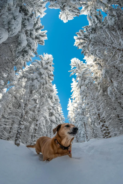 a dog that is standing in the snow, a portrait, by Matthias Weischer, unsplash contest winner, big trees, epic blue sky, 8k resolution”, carpathian mountains