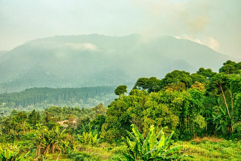 a herd of cattle standing on top of a lush green field, sumatraism, foggy jungle in the background, daniel richter, forest fires in the distance, banana trees