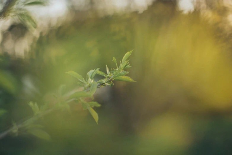 a bird sitting on top of a tree branch, a picture, inspired by Elsa Bleda, unsplash, visual art, golden hour firefly wisps, muted green, unfocused, cinematic shot ar 9:16 -n 6 -g