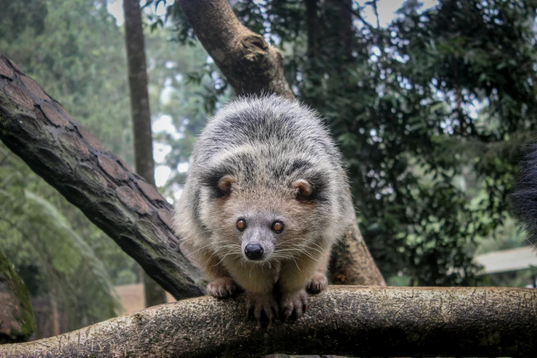 a small animal sitting on top of a tree branch, is looking at the camera