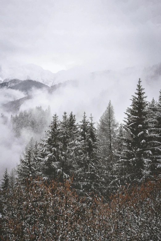 a forest filled with lots of trees covered in snow, unsplash contest winner, mountains in fog background, overcast gray skies, music, cannon snow covered trees