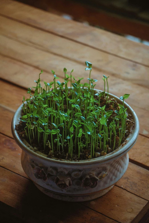 a potted plant sitting on top of a wooden table, abundant fruition seeds, medium wide front shot, sprouting, salad