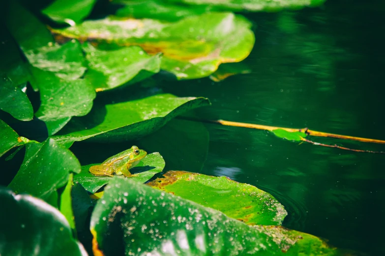 a frog that is sitting on a leaf in the water, by Julia Pishtar, unsplash, visual art, alpine pond with water lilies, green shades, gardening, avatar image