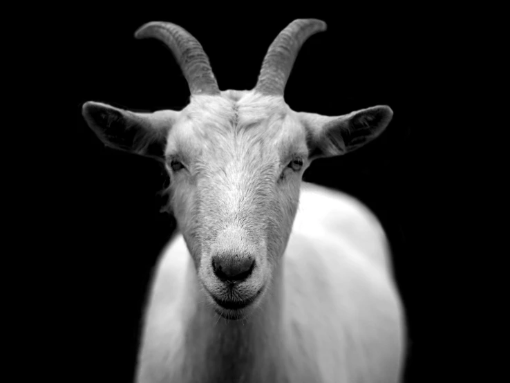 a goat standing in front of a black background, a black and white photo, by Jan Rustem, face symmetry, istock, black on white, featured