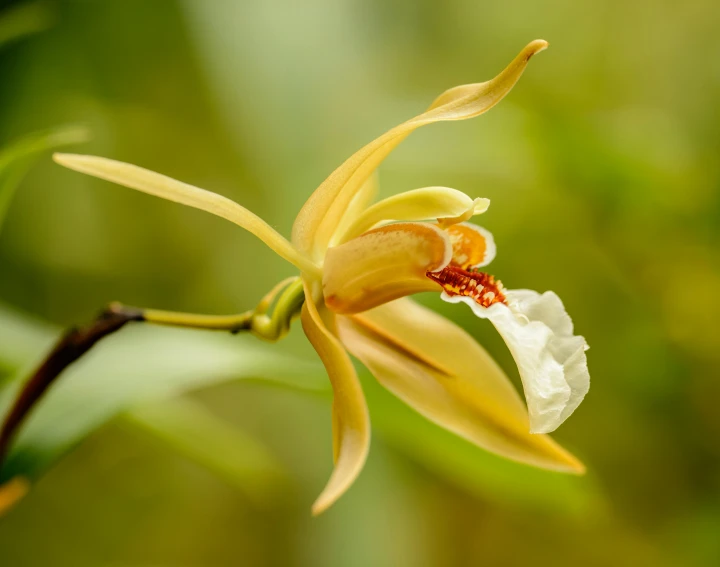 a close up of a flower on a plant, by David Garner, hurufiyya, vanilla, an orchid flower, yellowed, shot on sony a 7 iii