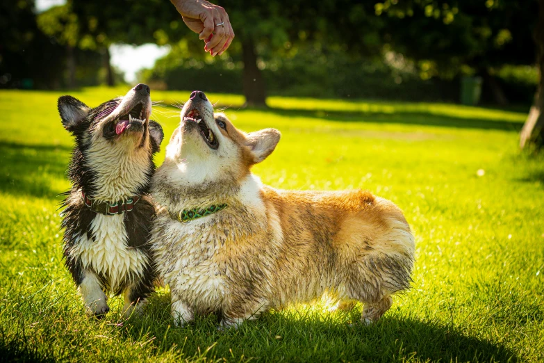 a couple of dogs standing on top of a lush green field, corgi, shaking, commercial photo, thumbnail