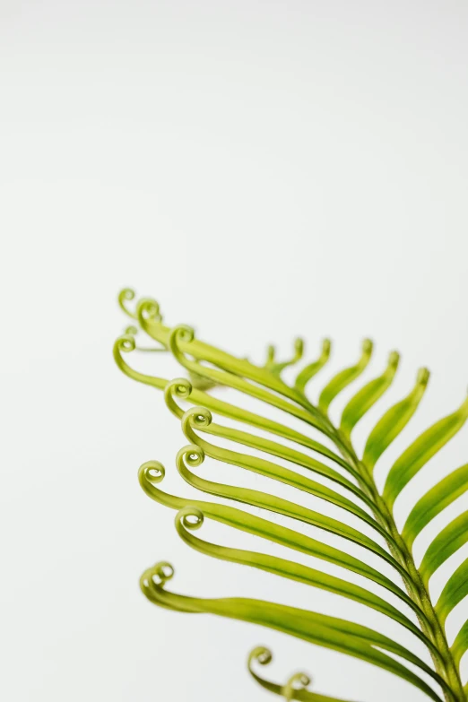 a close up of a fern leaf on a white background, inspired by Shigeru Aoki, kinetic art, with small object details, swirly curls, miniature product photo, made of glazed