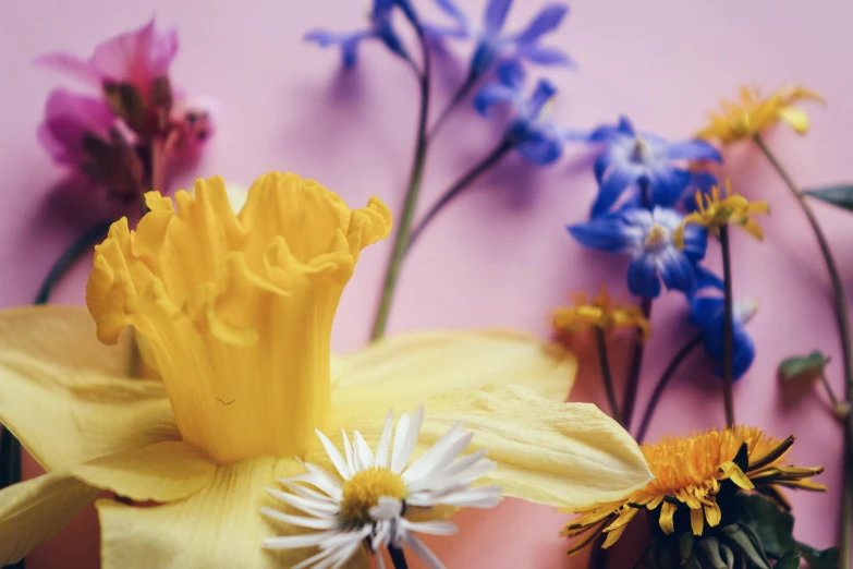 a bunch of flowers sitting on top of a table, pexels contest winner, process art, yellow background, colourful close up shot, botanical herbarium paper, daffodils