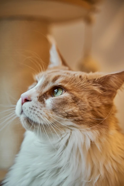 a close up of a cat looking up, a picture, unsplash, renaissance, left profile, trending photo, indoor picture, orange cat