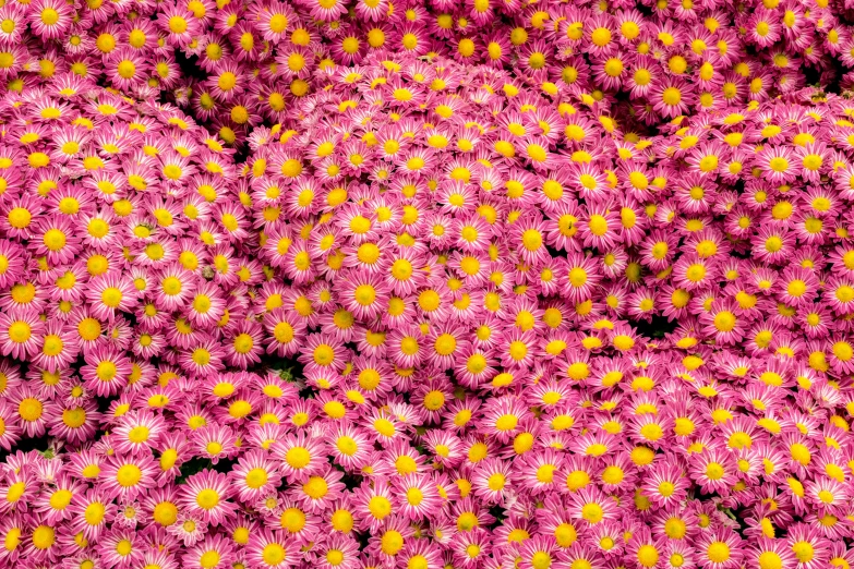 a bunch of pink flowers with yellow centers, a digital rendering, by Jan Rustem, pexels, vorticism, flowerbeds, super detailed image, autumnal, infinite intricacy