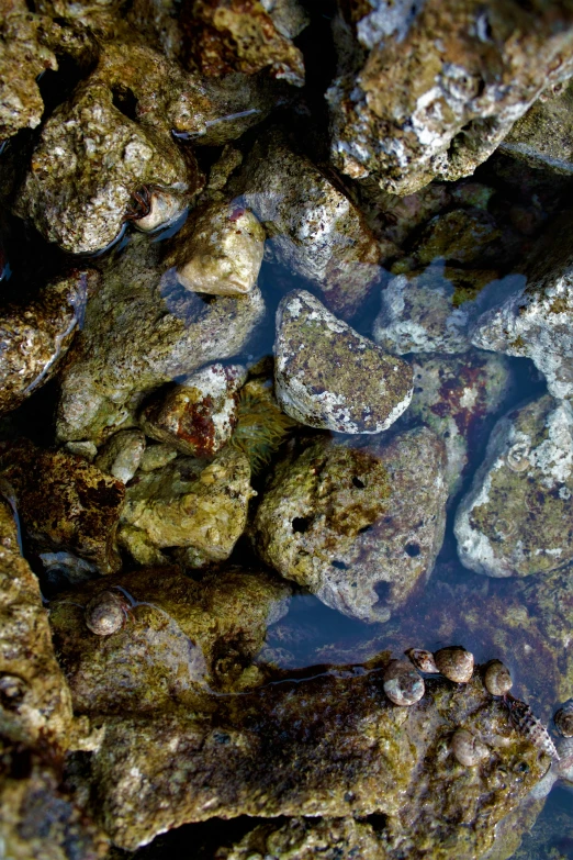 a pile of rocks sitting on top of a body of water, an album cover, inspired by Jules Tavernier, unsplash, he is covered with barnacles, closeup 4k, deep clear pools of water, toads