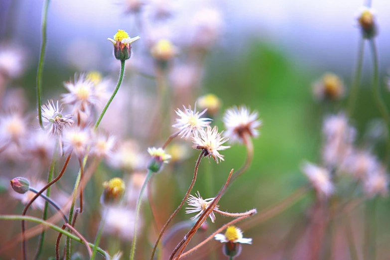 a close up of a bunch of flowers, enjoying the wind, fairy circles, [ realistic photography ], mixed art