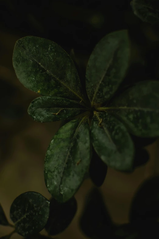 a close up of a plant with water droplets on it, inspired by Elsa Bleda, renaissance, **cinematic, from 8 k matte, poorly lit, dark photo