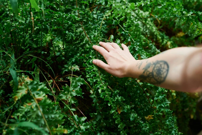 a close up of a person's hand near a bush, pexels, celtic vegetation, photograph of a sleeve tattoo, overgrown spamp, ignant