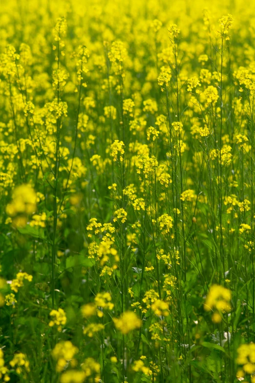 a field filled with lots of yellow flowers, a picture, by David Simpson, seeds, verdant, narrow depth of field, mustard