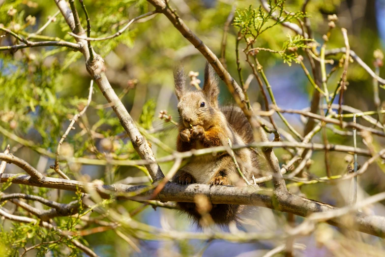 a squirrel sitting on top of a tree branch, by Peter Churcher, pexels contest winner, renaissance, food, print ready, high quality product image”, portrait”