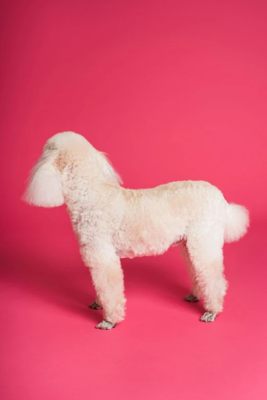 a white poodle standing on a pink surface, an album cover, by Peter Alexander Hay, front profile shot, skinned, ornamental, shot with sony alpha