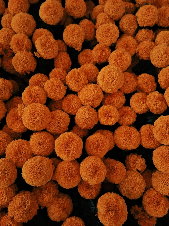 a close up of a bunch of orange flowers, by Attila Meszlenyi, reddit, simulacrum of a space fungus, mexico city, market, afro