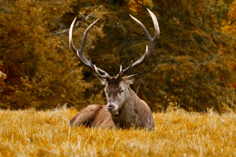 a deer that is laying down in the grass, a picture, by Robert Brackman, pexels contest winner, renaissance, autumnal empress, hunting trophies, highlands, sitting in a field