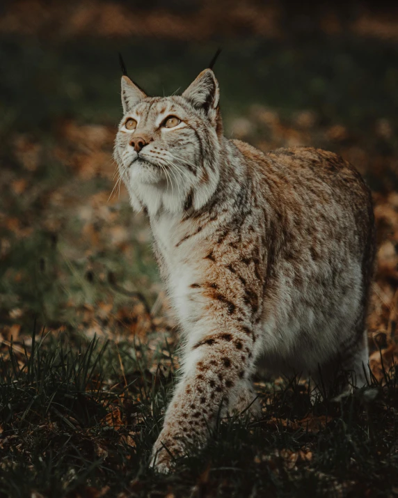 a cat that is standing in the grass, in front of a forest background, lynx, instagram picture, 2019 trending photo