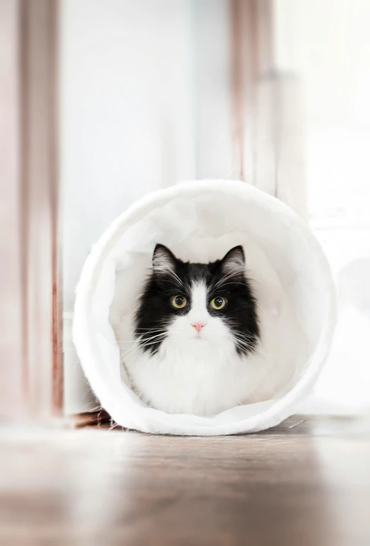 a black and white cat with a cone on its head, by Julia Pishtar, shutterstock contest winner, furry art, looking through a portal, hibernation capsule close-up, lined in cotton, soft and fluffy