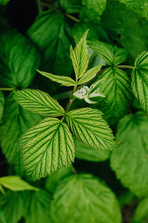 a close up of a plant with green leaves, raspberry, infused with aurora borealis, palladium veins, sustainable