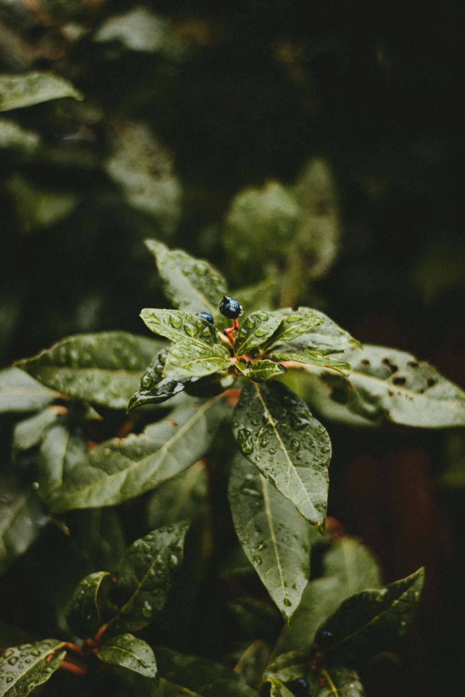 a close up of a plant with green leaves, unsplash, hurufiyya, tiny insects, under rain, avatar image, multiple stories