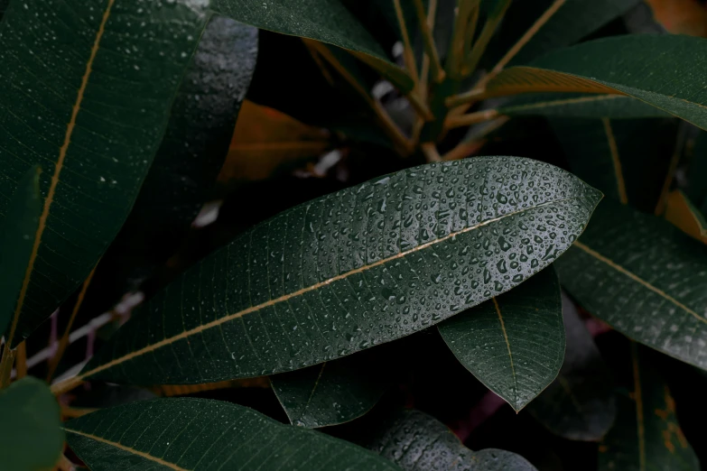 a close up of a plant with water droplets on it, an album cover, trending on pexels, dark green leaves, high quality topical render, thick lining, shot with sony alpha