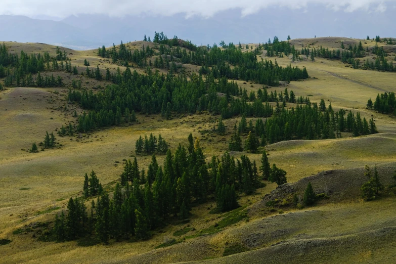 a herd of cattle standing on top of a lush green hillside, by Muggur, unsplash contest winner, hurufiyya, bristlecone pine trees, gray, mongolia, detailed trees