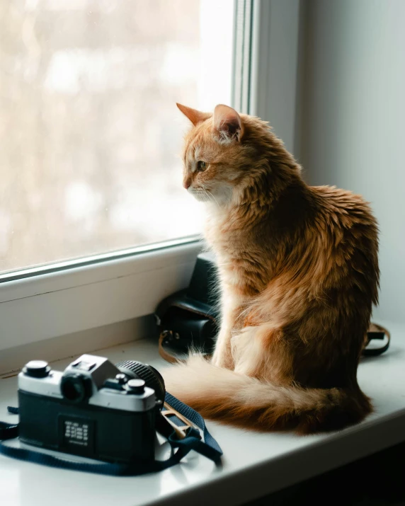 a cat sitting on a window sill next to a camera, by Julia Pishtar, trending on unsplash, furry art, lgbtq, extremely handsome, getty images, taken in the late 2010s