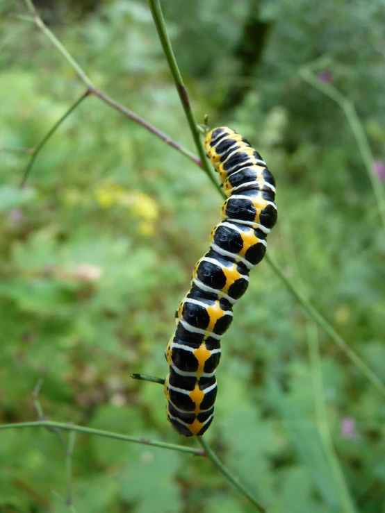 a close up of a cater on a plant, by Jan Rustem, flickr, yellow and black, stretch, viewed from the side, white with black spots