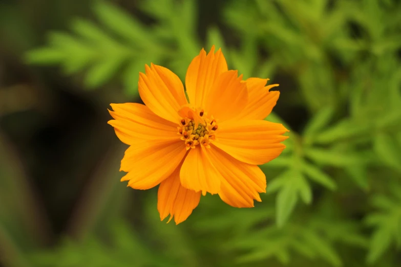 an orange flower with green leaves in the background, by Jan Rustem, pexels, miniature cosmos, light tan, high resolution, yellow
