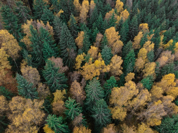 a forest filled with lots of green and yellow trees, by Dietmar Damerau, unsplash contest winner, visual art, birds eye overhead perspective, ((trees)), hyperrealistic fall, spruce trees