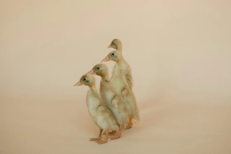 a couple of ducks standing next to each other, an album cover, by Ellen Gallagher, unsplash, photorealism, patricia piccinini, three animals, 9 0 mm studio photograph tiny, full body photograph