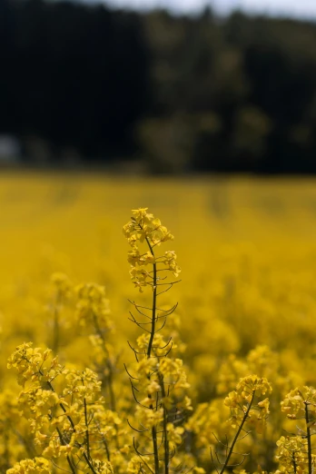 a field of yellow flowers with trees in the background, a picture, by David Simpson, unsplash, minimalism, liquid gold, cane, large tall, combine
