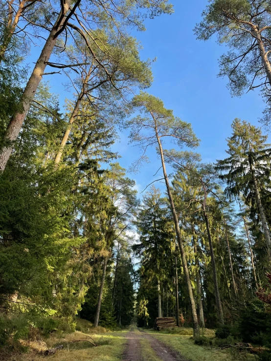 a dirt road in the middle of a forest, by Anna Haifisch, les nabis, towering high up over your view, ((trees))