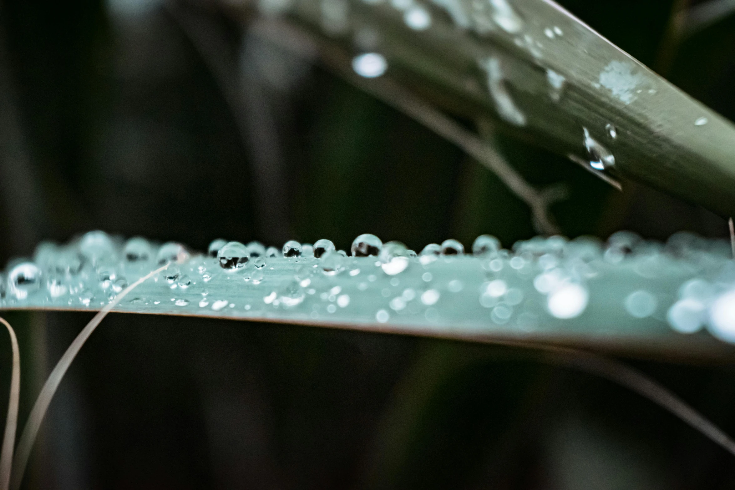 a close up of a leaf with water droplets on it, by Daniel Lieske, unsplash, pearls of sweat, low angle 8k hd nature photo, overcast bokeh - c 8, tropical climate