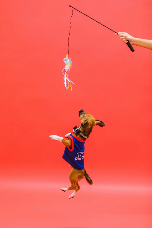 a man flying a kite next to a dog, a portrait, unsplash, conceptual art, magician dog performing on stage, nba, studio photoshoot, clutch yo - yo