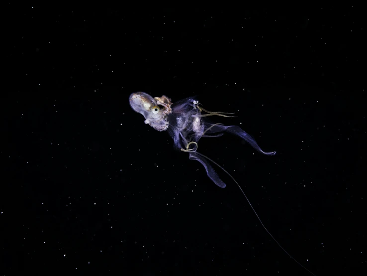 a fish that is floating in the water, space art, butterfly squid, attached to wires. dark, courtesy mbari, jelly