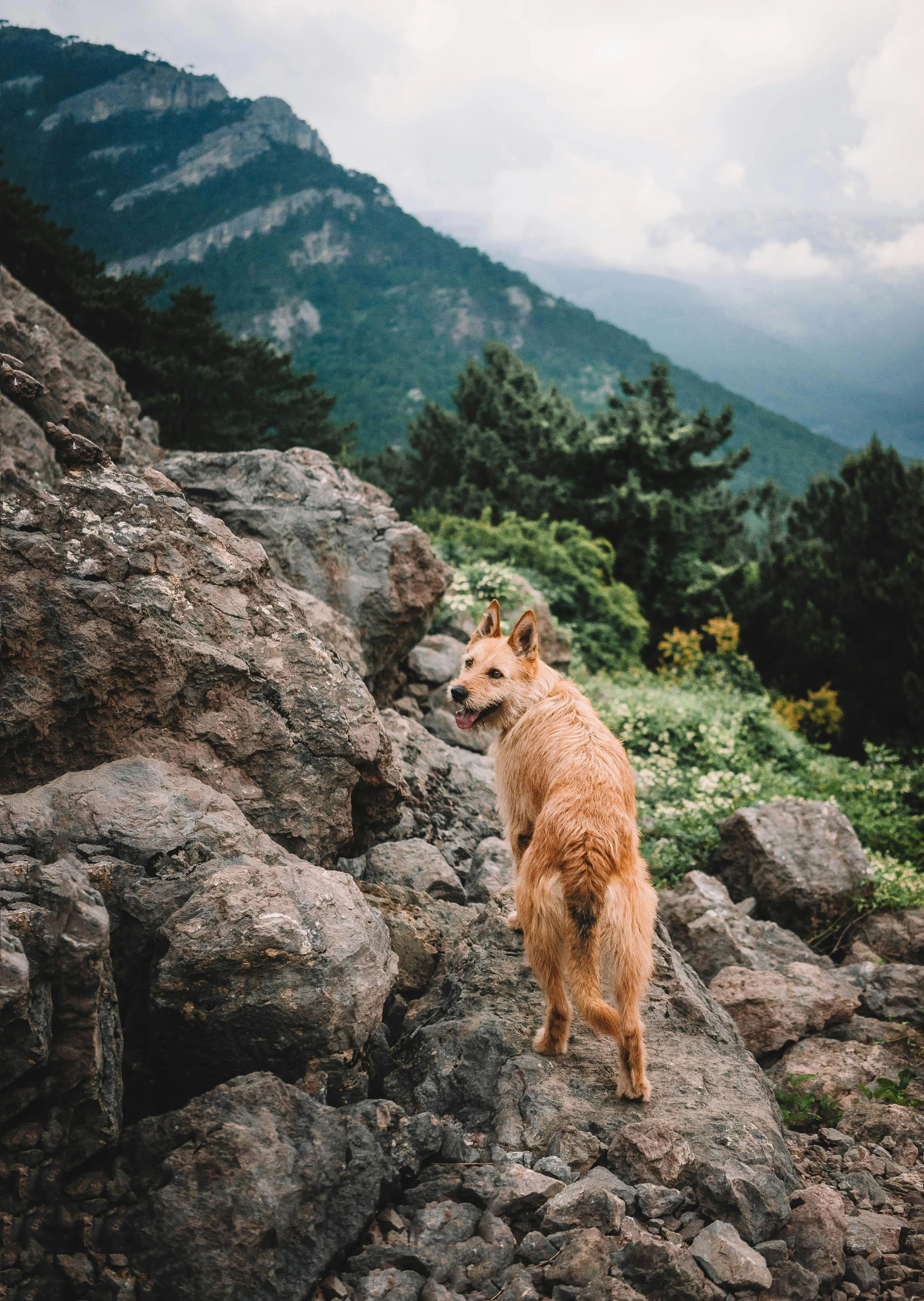 a dog that is standing on some rocks, pexels contest winner, mountainous terrain, solo hiking in mountains trees, rocky cliff, texture