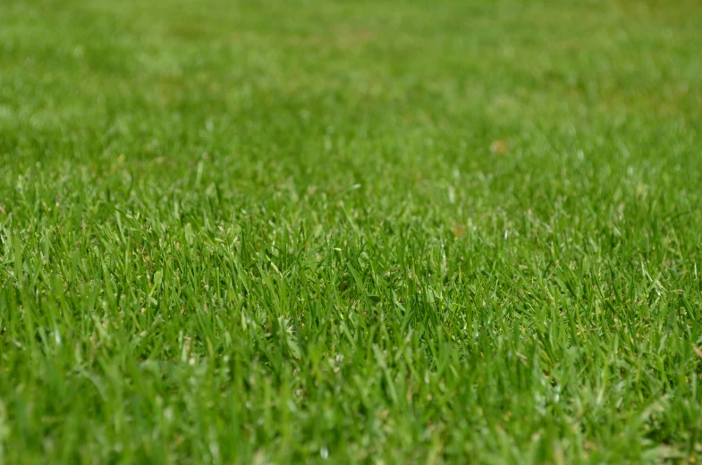 a white frisbee sitting on top of a lush green field, zoomed in, with a lush grass lawn, highly polished, various sizes