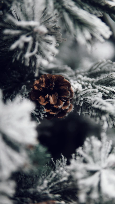 a close up of a pine cone on a tree, pexels, thumbnail, festive atmosphere, dark and white, snowy background