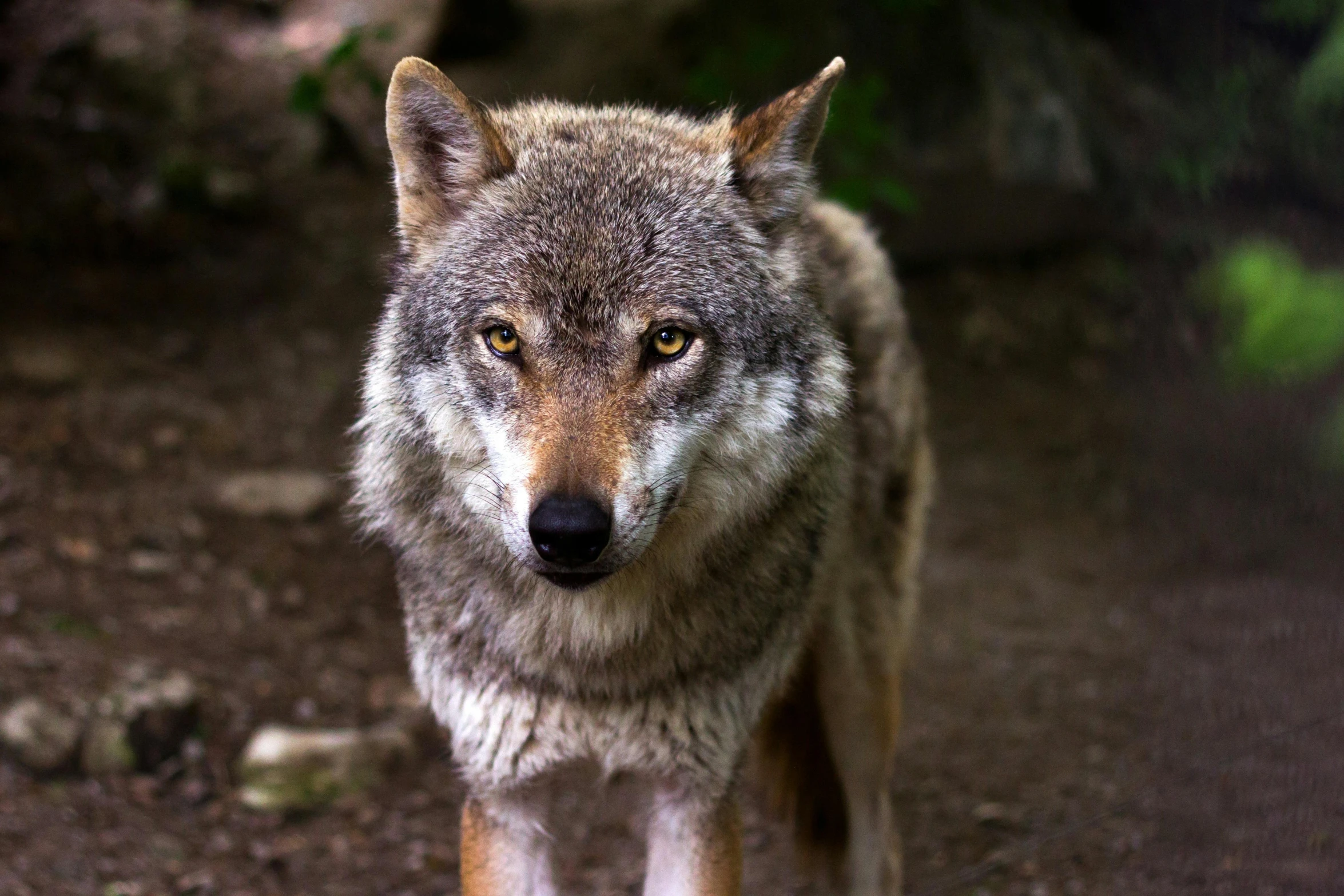 a close up of a wolf walking on a trail, pexels contest winner, grey, stern look, rustic, high quality photo