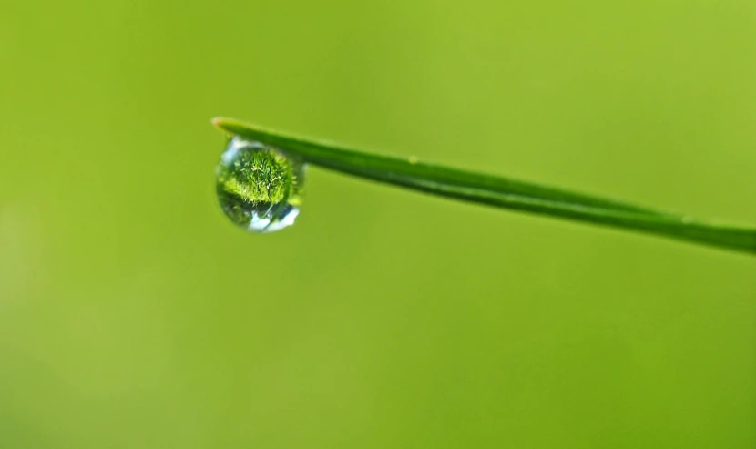 a drop of water sitting on top of a blade of grass, a macro photograph, by Jan Rustem, pixabay, green world, shot on sony a 7 iii, small, minimalist