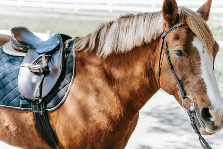 a brown and white horse with a saddle, by Carey Morris, trending on unsplash, wearing shiny breastplate, rectangle, clear and sunny, shot on 1 5 0 mm