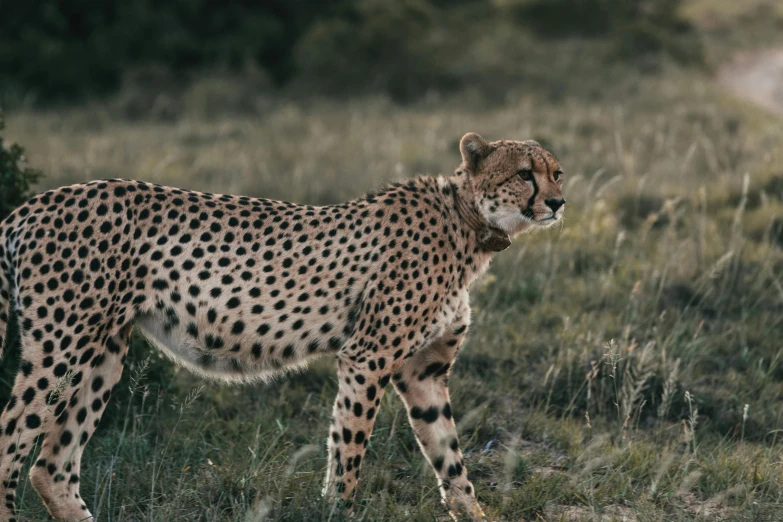 a cheetah standing in a grassy field, trending on pexels, conde nast traveler photo, mixed animal, african sybil, at home