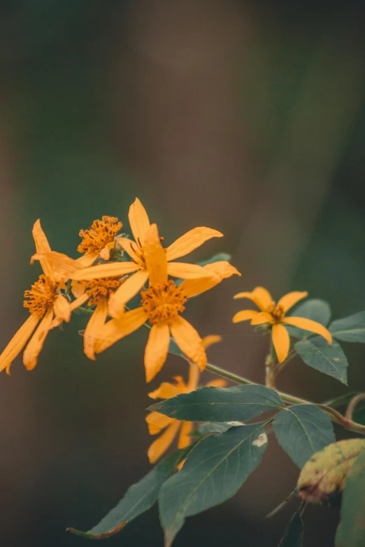 a close up of a plant with yellow flowers, inspired by Elsa Bleda, trending on unsplash, bangladesh, orange color, paul barson, trees and flowers