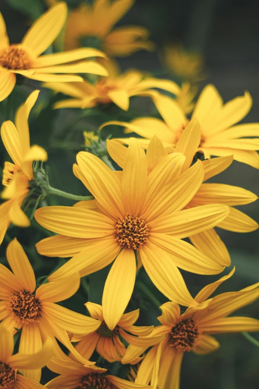 a close up of a bunch of yellow flowers, shutterstock contest winner, helianthus flowers, crows feet, 'groovy', half image