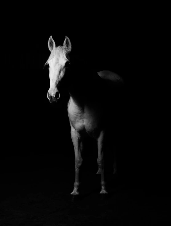 a black and white photo of a horse in the dark, by Rebecca Horn, fine art, silver eyes full body, albino, robin eley, ignacio fernandez rios ”